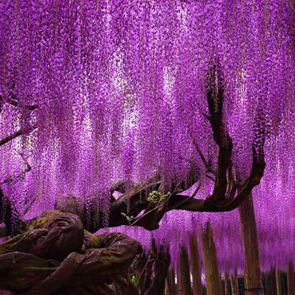 Profile picture for user wisteria